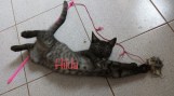 Hilda (3)